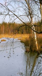 Preview wallpaper birches, autumn, river, landscape