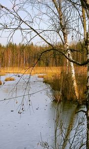 Preview wallpaper birches, autumn, river, landscape