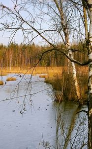 Preview wallpaper birches, autumn, river, landscape