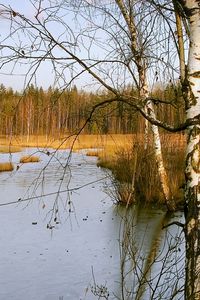 Preview wallpaper birches, autumn, river, landscape