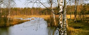 Preview wallpaper birches, autumn, river, landscape