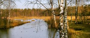 Preview wallpaper birches, autumn, river, landscape