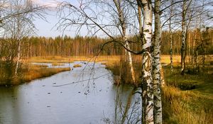 Preview wallpaper birches, autumn, river, landscape