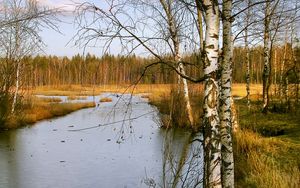 Preview wallpaper birches, autumn, river, landscape