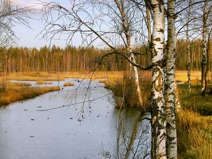 Preview wallpaper birches, autumn, river, landscape