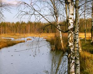 Preview wallpaper birches, autumn, river, landscape