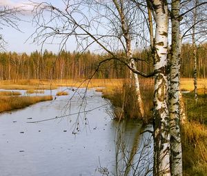 Preview wallpaper birches, autumn, river, landscape