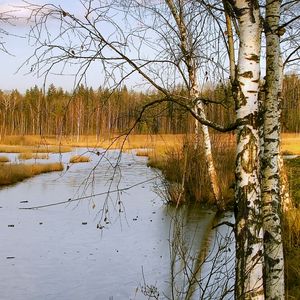 Preview wallpaper birches, autumn, river, landscape