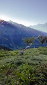 Preview wallpaper birches, dwarfish, steppe, mountains, fog, dawn, morning