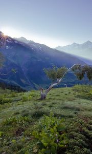 Preview wallpaper birches, dwarfish, steppe, mountains, fog, dawn, morning