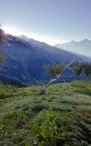 Preview wallpaper birches, dwarfish, steppe, mountains, fog, dawn, morning