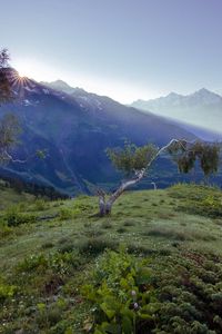 Preview wallpaper birches, dwarfish, steppe, mountains, fog, dawn, morning