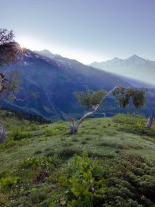 Preview wallpaper birches, dwarfish, steppe, mountains, fog, dawn, morning