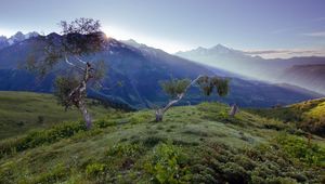 Preview wallpaper birches, dwarfish, steppe, mountains, fog, dawn, morning