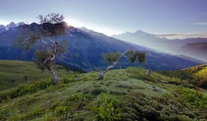 Preview wallpaper birches, dwarfish, steppe, mountains, fog, dawn, morning