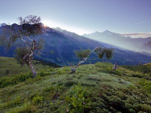 Preview wallpaper birches, dwarfish, steppe, mountains, fog, dawn, morning