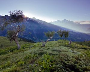 Preview wallpaper birches, dwarfish, steppe, mountains, fog, dawn, morning