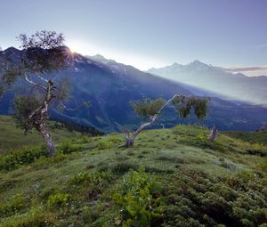 Preview wallpaper birches, dwarfish, steppe, mountains, fog, dawn, morning