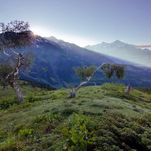 Preview wallpaper birches, dwarfish, steppe, mountains, fog, dawn, morning