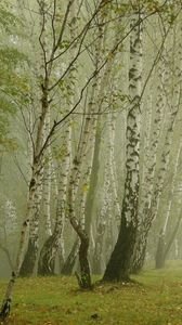 Preview wallpaper birches, fog, avenue
