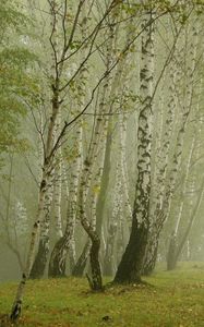 Preview wallpaper birches, fog, avenue
