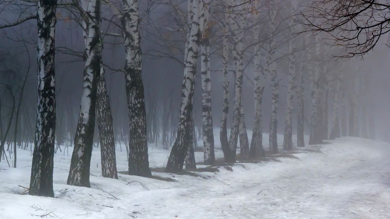 Wallpaper birches, fog, snow