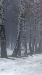 Preview wallpaper birches, fog, snow