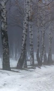 Preview wallpaper birches, fog, snow