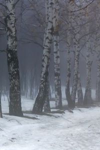 Preview wallpaper birches, fog, snow