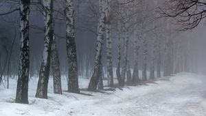 Preview wallpaper birches, fog, snow