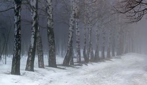 Preview wallpaper birches, fog, snow