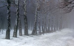 Preview wallpaper birches, fog, snow