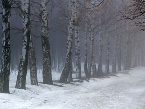 Preview wallpaper birches, fog, snow