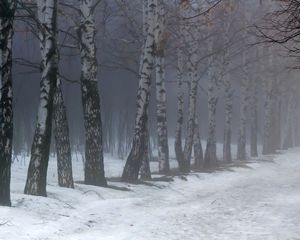 Preview wallpaper birches, fog, snow