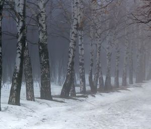 Preview wallpaper birches, fog, snow