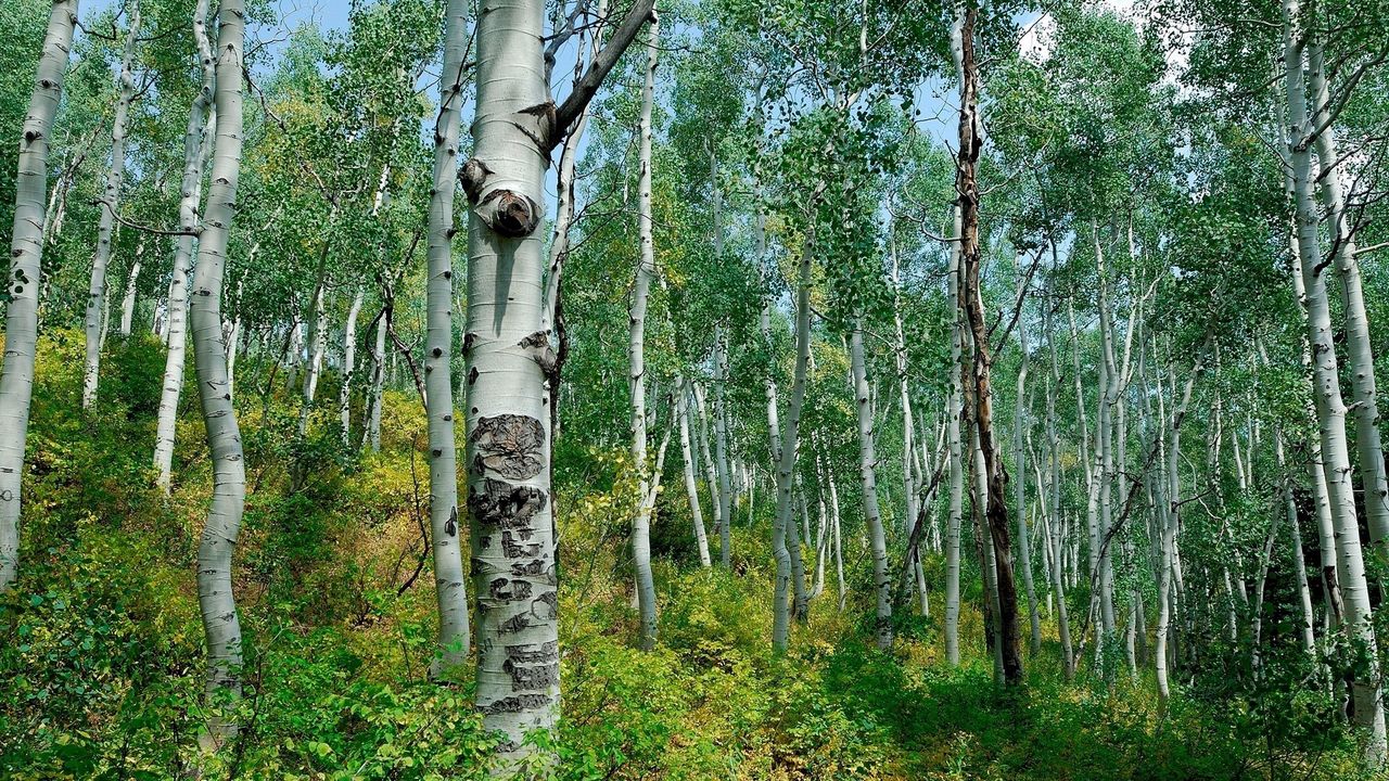 Wallpaper birches, grove, avenue, young growth, clearly, bushes