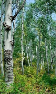 Preview wallpaper birches, grove, avenue, young growth, clearly, bushes