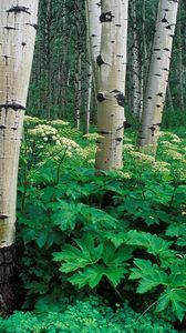 Preview wallpaper birches, grove, trunks, trees, bark, vegetation