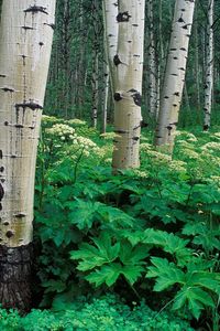 Preview wallpaper birches, grove, trunks, trees, bark, vegetation