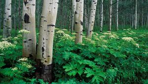 Preview wallpaper birches, grove, trunks, trees, bark, vegetation