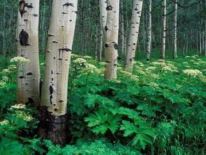Preview wallpaper birches, grove, trunks, trees, bark, vegetation