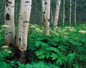 Preview wallpaper birches, grove, trunks, trees, bark, vegetation