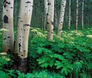 Preview wallpaper birches, grove, trunks, trees, bark, vegetation