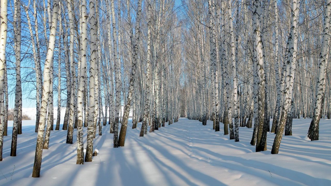 Wallpaper birches, grove, winter, snow, shadows, trees, ranks