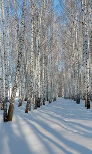 Preview wallpaper birches, grove, winter, snow, shadows, trees, ranks