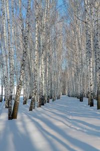 Preview wallpaper birches, grove, winter, snow, shadows, trees, ranks