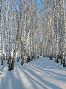 Preview wallpaper birches, grove, winter, snow, shadows, trees, ranks