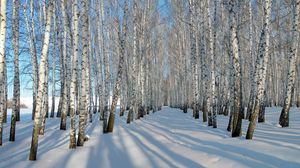 Preview wallpaper birches, grove, winter, snow, shadows, trees, ranks