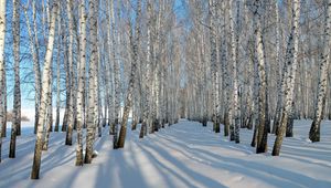 Preview wallpaper birches, grove, winter, snow, shadows, trees, ranks