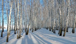 Preview wallpaper birches, grove, winter, snow, shadows, trees, ranks